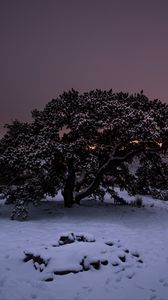 Preview wallpaper tree, snow, winter, night, snowy, sky