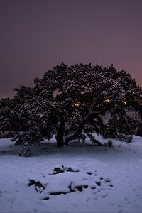 Preview wallpaper tree, snow, winter, night, snowy, sky