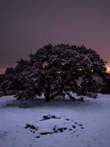 Preview wallpaper tree, snow, winter, night, snowy, sky