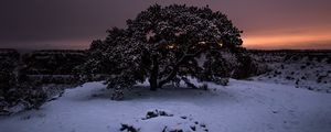 Preview wallpaper tree, snow, winter, night, snowy, sky