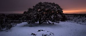 Preview wallpaper tree, snow, winter, night, snowy, sky