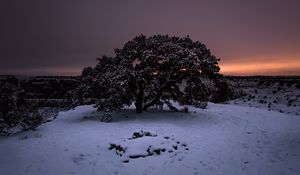 Preview wallpaper tree, snow, winter, night, snowy, sky