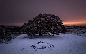 Preview wallpaper tree, snow, winter, night, snowy, sky