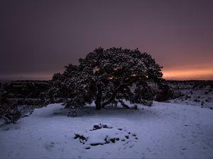 Preview wallpaper tree, snow, winter, night, snowy, sky