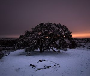 Preview wallpaper tree, snow, winter, night, snowy, sky