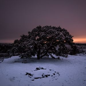 Preview wallpaper tree, snow, winter, night, snowy, sky
