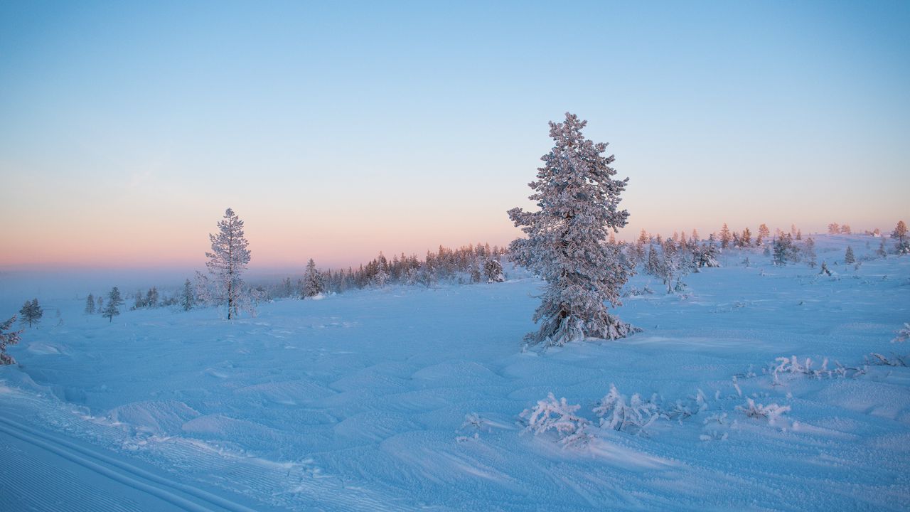 Wallpaper tree, snow, winter, frost, frosty