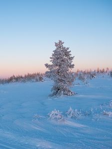 Preview wallpaper tree, snow, winter, frost, frosty