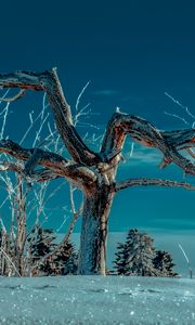 Preview wallpaper tree, snow, winter, branches, sky