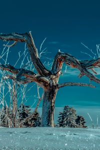 Preview wallpaper tree, snow, winter, branches, sky