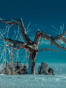 Preview wallpaper tree, snow, winter, branches, sky