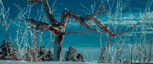 Preview wallpaper tree, snow, winter, branches, sky