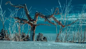 Preview wallpaper tree, snow, winter, branches, sky