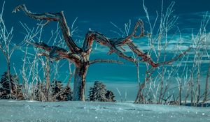 Preview wallpaper tree, snow, winter, branches, sky