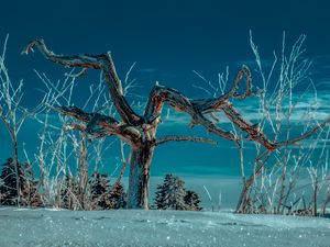 Preview wallpaper tree, snow, winter, branches, sky
