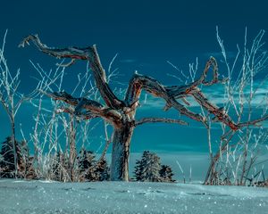 Preview wallpaper tree, snow, winter, branches, sky