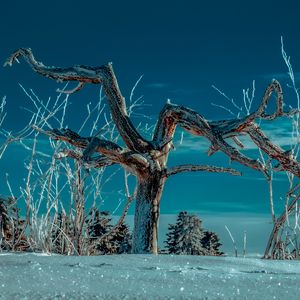 Preview wallpaper tree, snow, winter, branches, sky