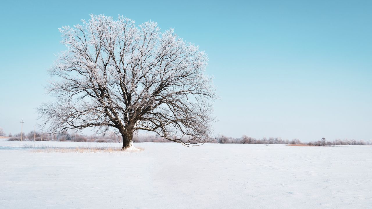 Wallpaper tree, snow, winter, snowy, sky, horizon