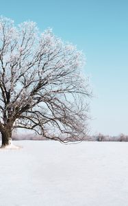 Preview wallpaper tree, snow, winter, snowy, sky, horizon