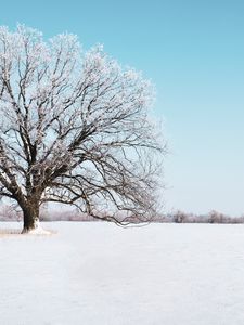 Preview wallpaper tree, snow, winter, snowy, sky, horizon