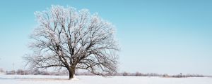 Preview wallpaper tree, snow, winter, snowy, sky, horizon