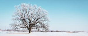 Preview wallpaper tree, snow, winter, snowy, sky, horizon