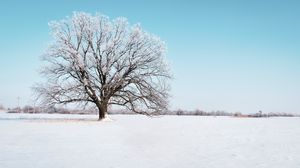 Preview wallpaper tree, snow, winter, snowy, sky, horizon