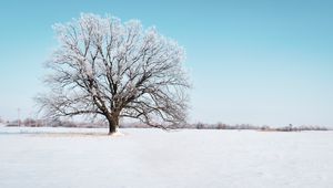 Preview wallpaper tree, snow, winter, snowy, sky, horizon