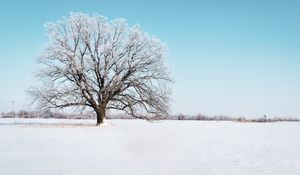 Preview wallpaper tree, snow, winter, snowy, sky, horizon