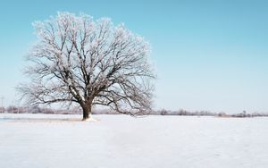 Preview wallpaper tree, snow, winter, snowy, sky, horizon