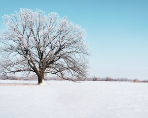 Preview wallpaper tree, snow, winter, snowy, sky, horizon