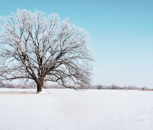 Preview wallpaper tree, snow, winter, snowy, sky, horizon