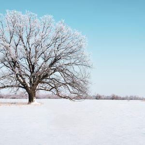 Preview wallpaper tree, snow, winter, snowy, sky, horizon