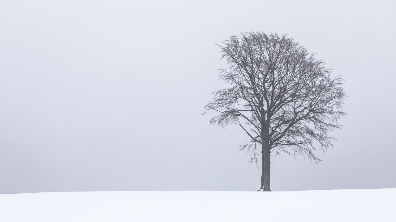 Wallpaper tree, snow, winter, minimalism, bw