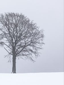 Preview wallpaper tree, snow, winter, minimalism, bw