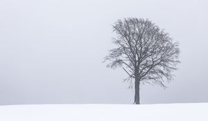Preview wallpaper tree, snow, winter, minimalism, bw