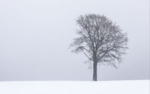 Preview wallpaper tree, snow, winter, minimalism, bw