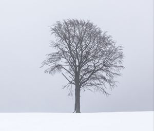 Preview wallpaper tree, snow, winter, minimalism, bw