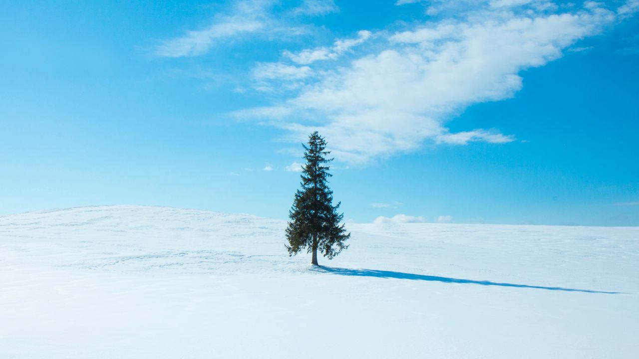Wallpaper tree, snow, winter, horizon, sky