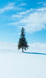 Preview wallpaper tree, snow, winter, horizon, sky