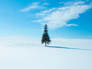 Preview wallpaper tree, snow, winter, horizon, sky