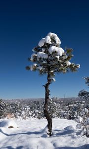Preview wallpaper tree, snow, winter, forest, sky, nature