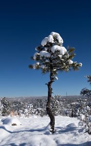 Preview wallpaper tree, snow, winter, forest, sky, nature