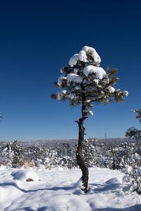 Preview wallpaper tree, snow, winter, forest, sky, nature