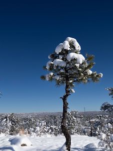 Preview wallpaper tree, snow, winter, forest, sky, nature