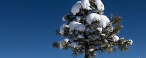 Preview wallpaper tree, snow, winter, forest, sky, nature