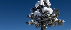 Preview wallpaper tree, snow, winter, forest, sky, nature