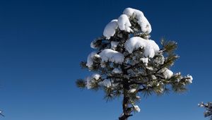 Preview wallpaper tree, snow, winter, forest, sky, nature