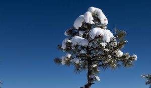 Preview wallpaper tree, snow, winter, forest, sky, nature