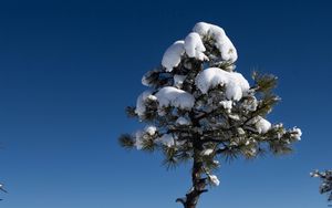 Preview wallpaper tree, snow, winter, forest, sky, nature